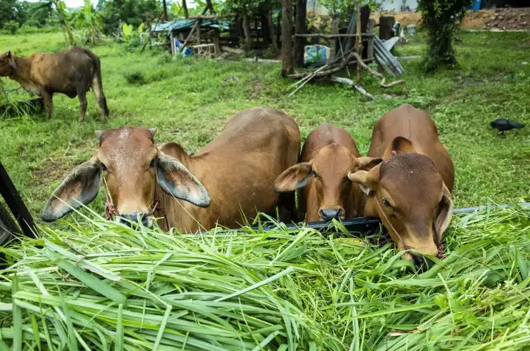 brown-cow-eatting-grass